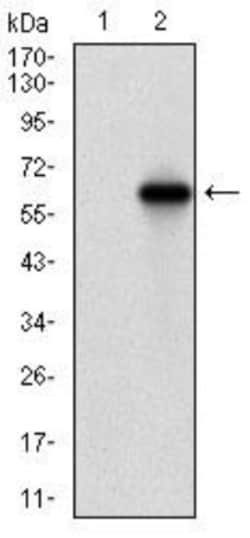 Villin 1 Antibody (5E3B2) - BSA Free, Novus Biologicals:Antibodies:Primary